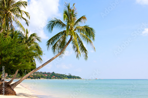Beautiful palm tree over white sand beach