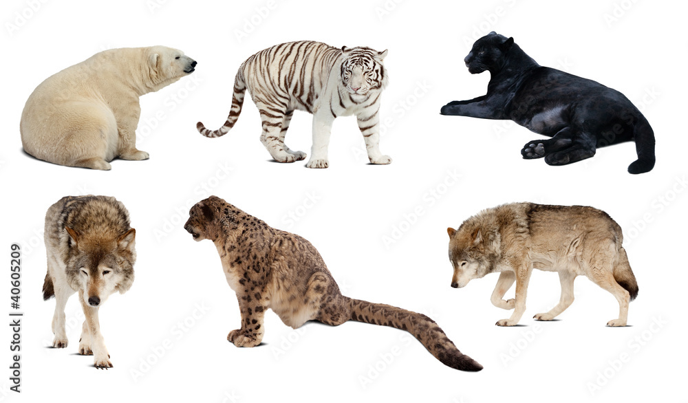 Obraz premium Set of Carnivora mammal. Isolated over white