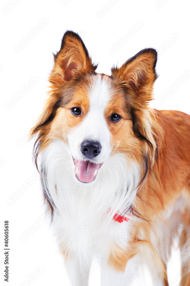 Dog isolated on white, border collie, portrait