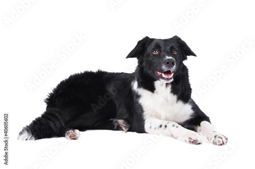 Border collie dog lying  isolated on the white background