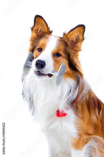 Trained dog isolated on white, border collie