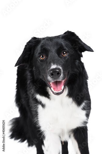 Black and white border collie isolated on white