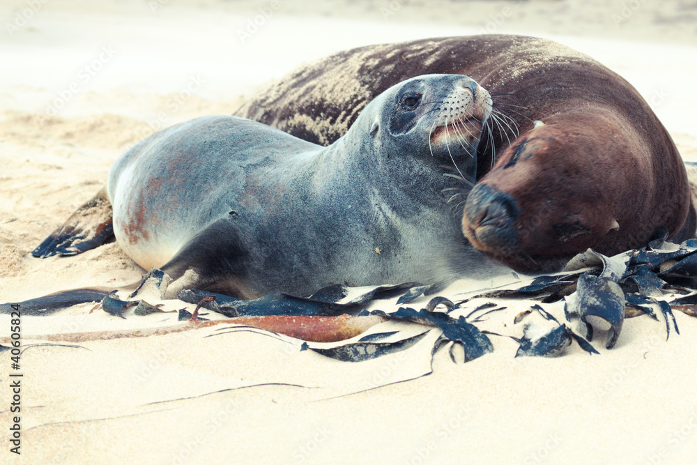 Fototapeta premium Sea lions