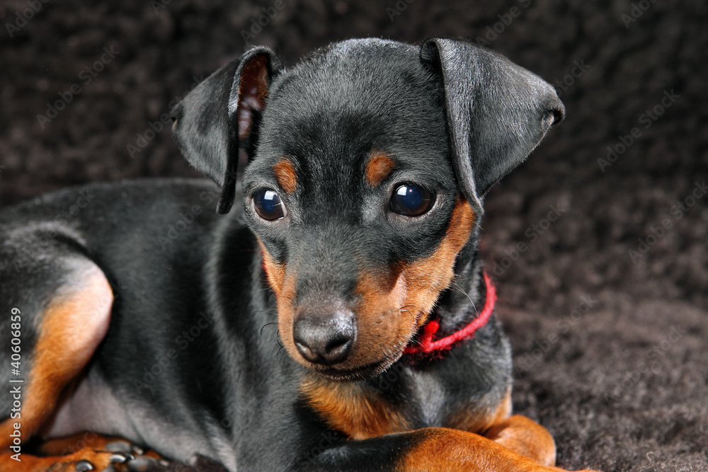 Miniature Pinscher Puppy Miniature Pinscher Puppy