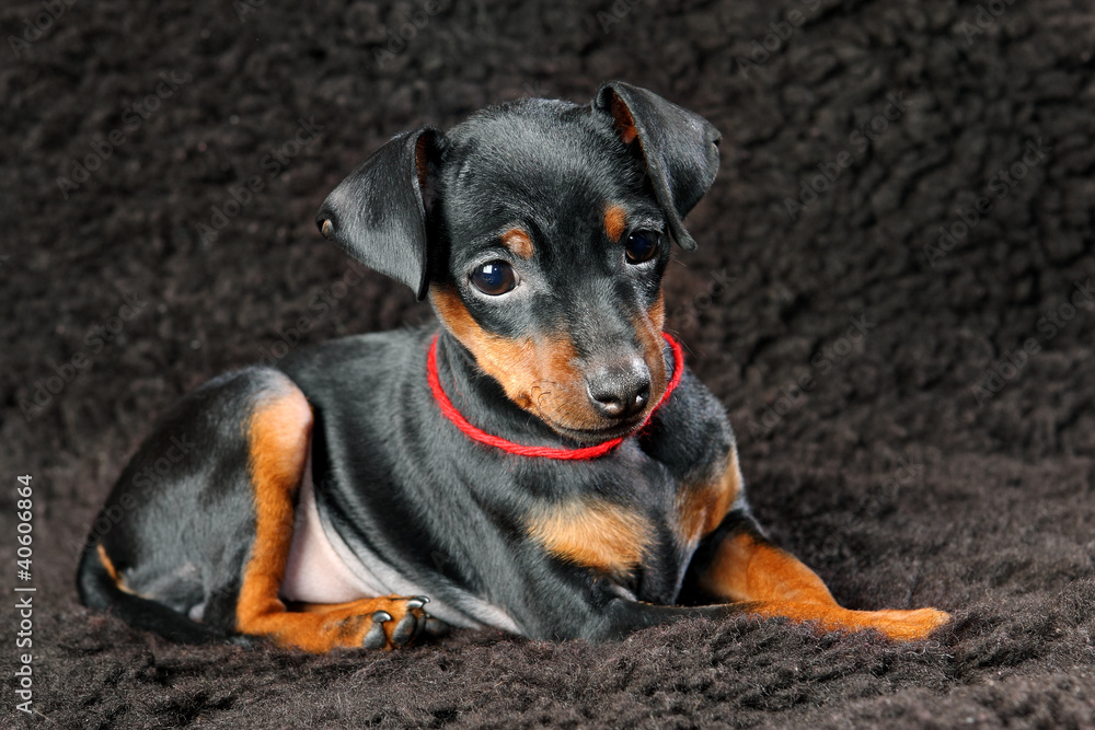 Miniature Pinscher Puppy Miniature Pinscher Puppy