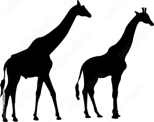 Photography Giraffe silhouette - vector