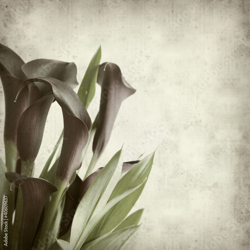 textured old paper background with darl purple calla lilies photo