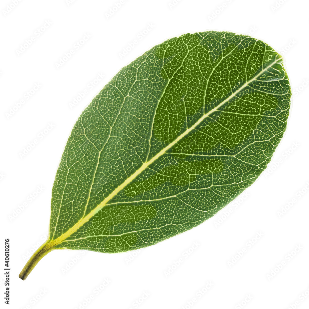 Obraz premium Laurel leaf