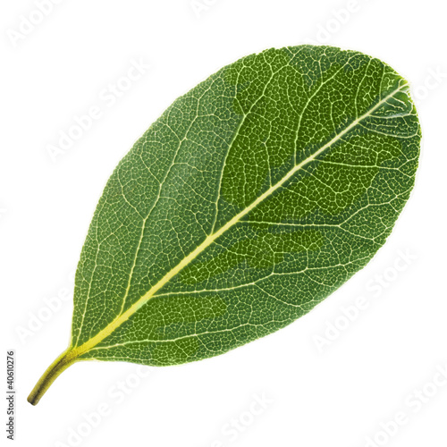 Laurel leaf