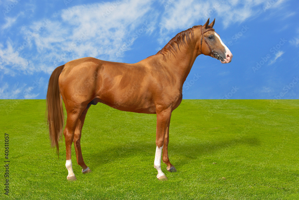 Red warmbllood horse on green grass Red warmbllood horse on green grass