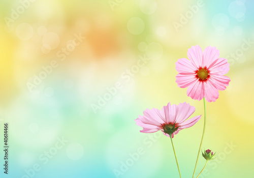 Cosmos flowers with spring background