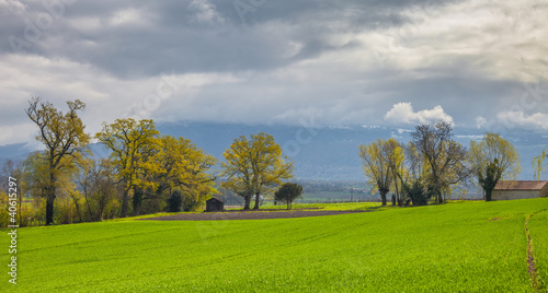 Green Field  Cloud and Sky