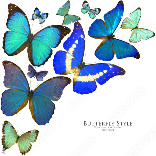 Morpho Butterflies #40616611