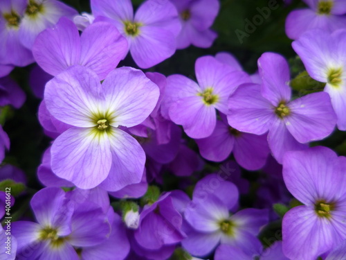 purple aubretia flowers photo