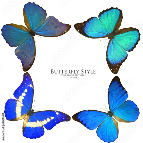 Obraz Butterflies square