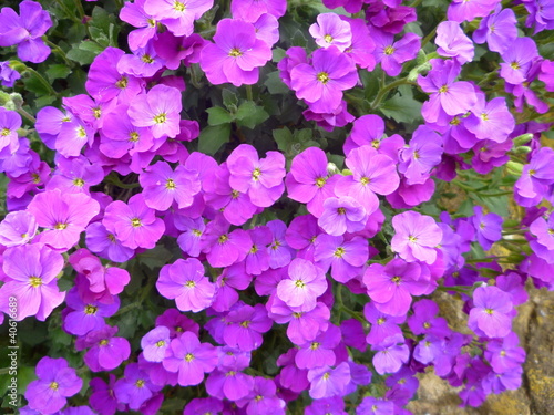 purple aubretia flowers