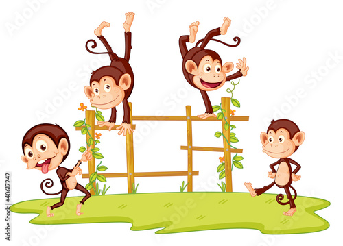 Monkeys