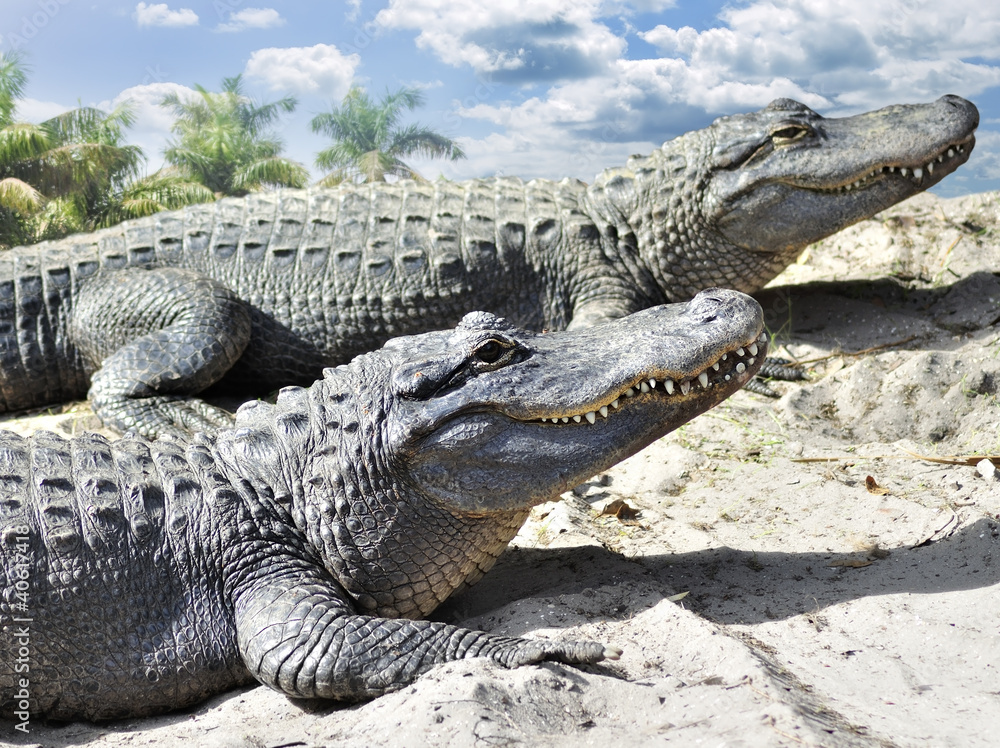 Fototapeta premium Alligators