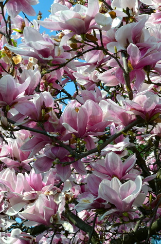 Blossoming Magnolia Tree
