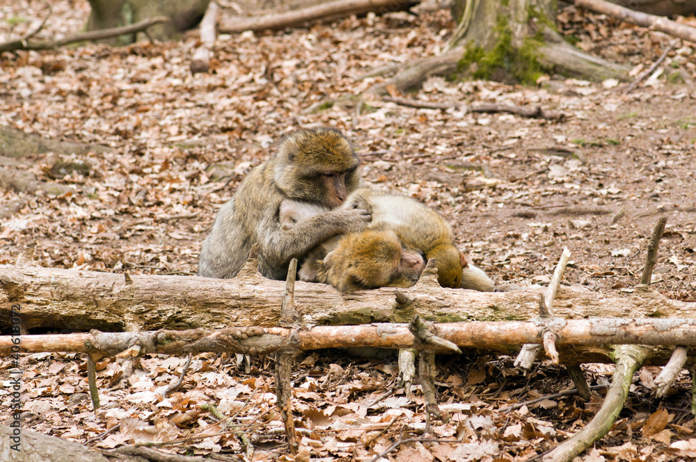 Obraz premium Berberaffen Fellpflege