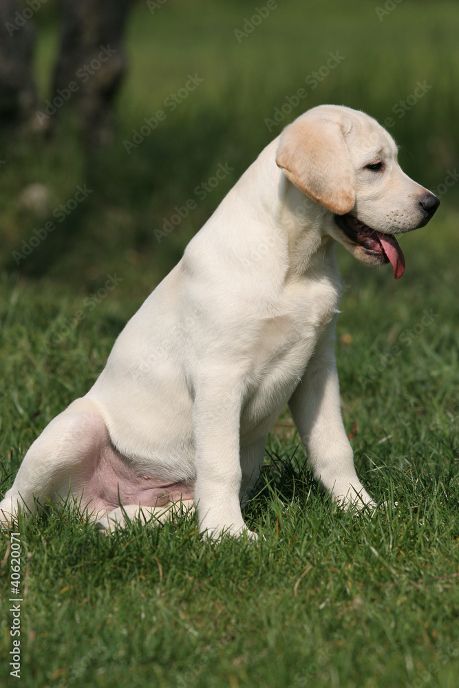 labrador puppy sitting on the grass