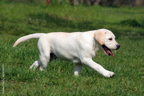 labrador puppy running on the grass