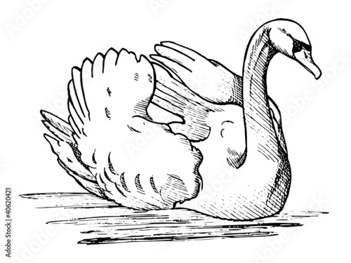 cygne