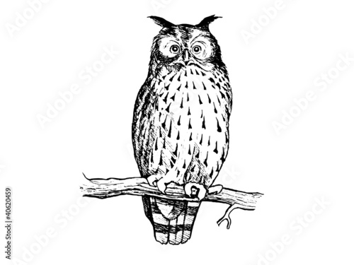 hibou