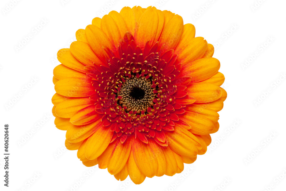 Gerbera daisy mit exaktem Beschneidungspfad Gerbera daisy mit exaktem Beschneidungspfad