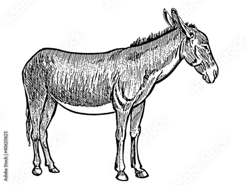âne