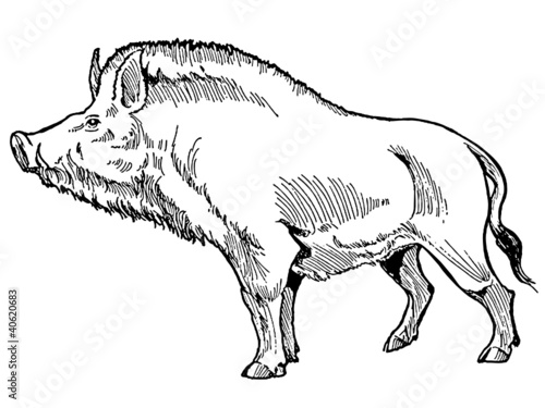 sanglier