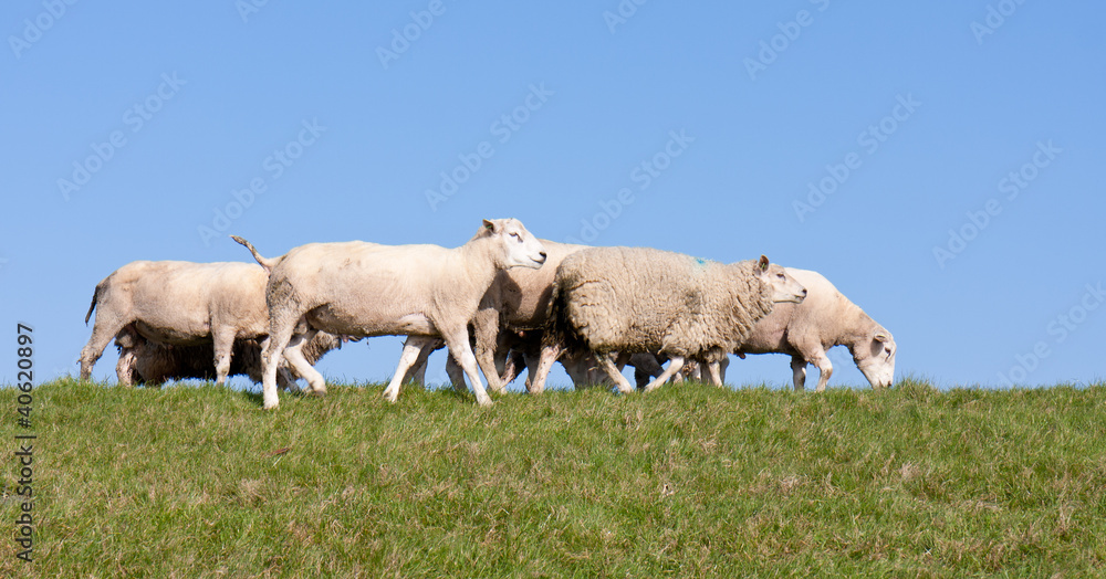Sheep at a dike with a blue sky Sheep at a dike with a blue sky