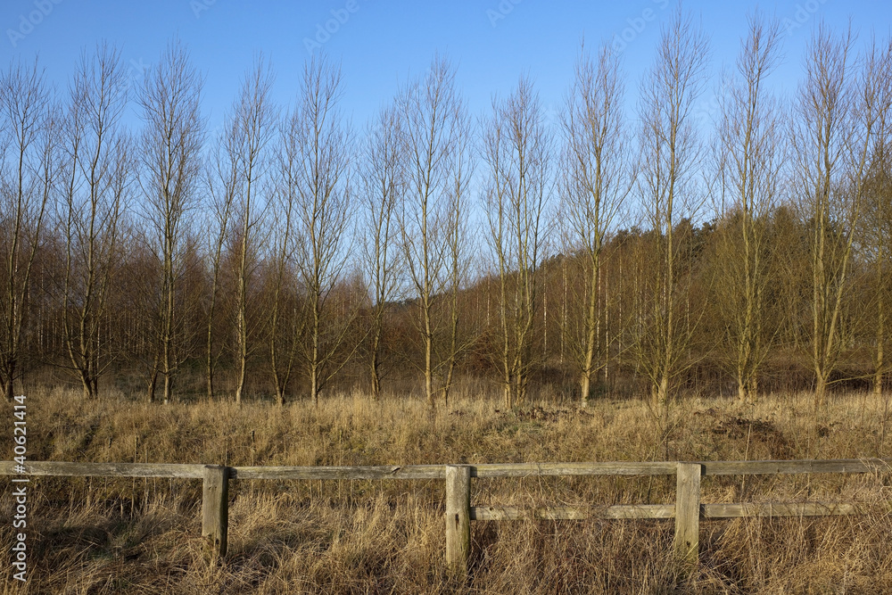 Fototapeta premium row of birch trees