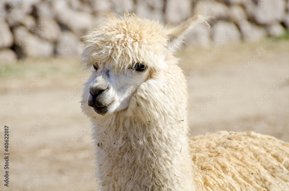Obraz premium Domesticated Alpaca