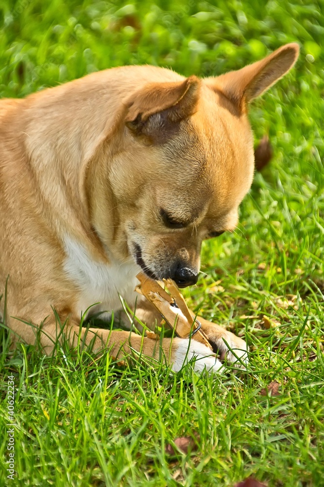 young chihuahua biting clip