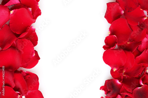 beautiful petals of red roses isolated on white