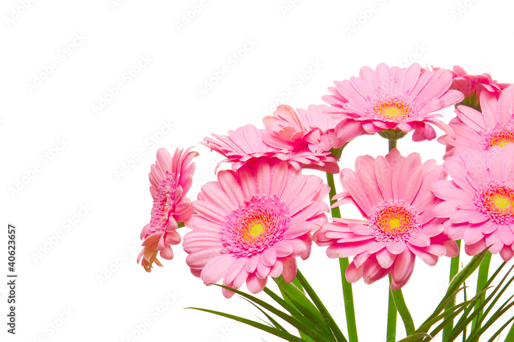 Blumenstrauss,Gerbera