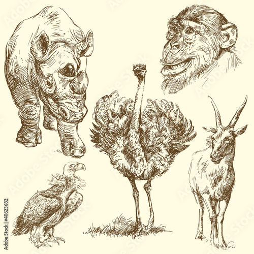 Photography wild animals