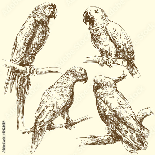 parrots