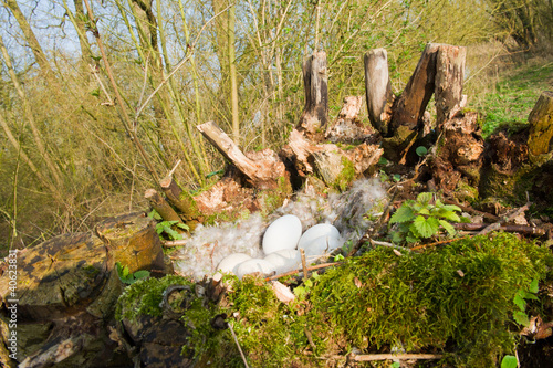 Goose nest in pollard willow