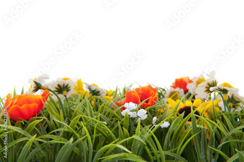 Fototapeta Naklejka Na Ścianę i Meble -  Summer grass
