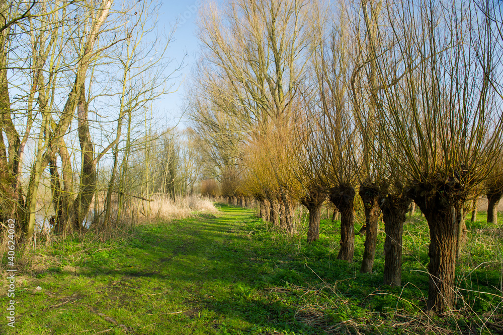 Fotografie Dutch pollard willows