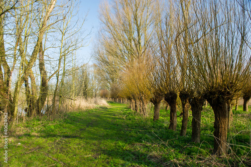 Fotografie Dutch pollard willows