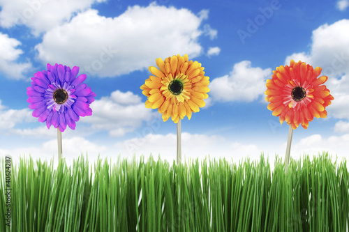 Gerbera flowers in spring