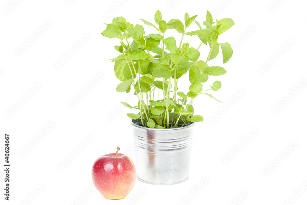 The mint and the apple - obrazy, fototapety, plakaty 