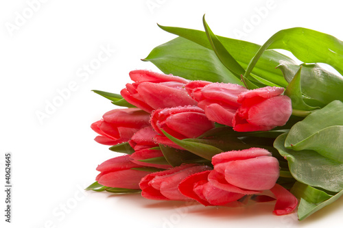 Tulpen,Hintergrund