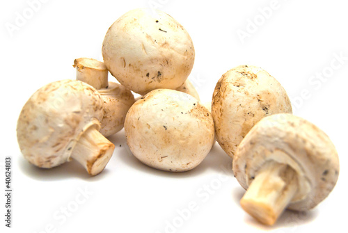 fresh mushrooms on white