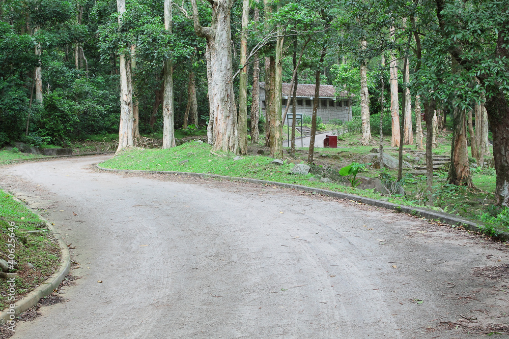 Fototapeta premium car road in forest