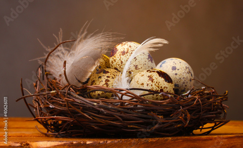quail eggs in nest on wooden table on brown background