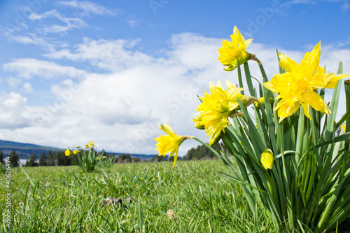 Yellow Daffodils in spring time